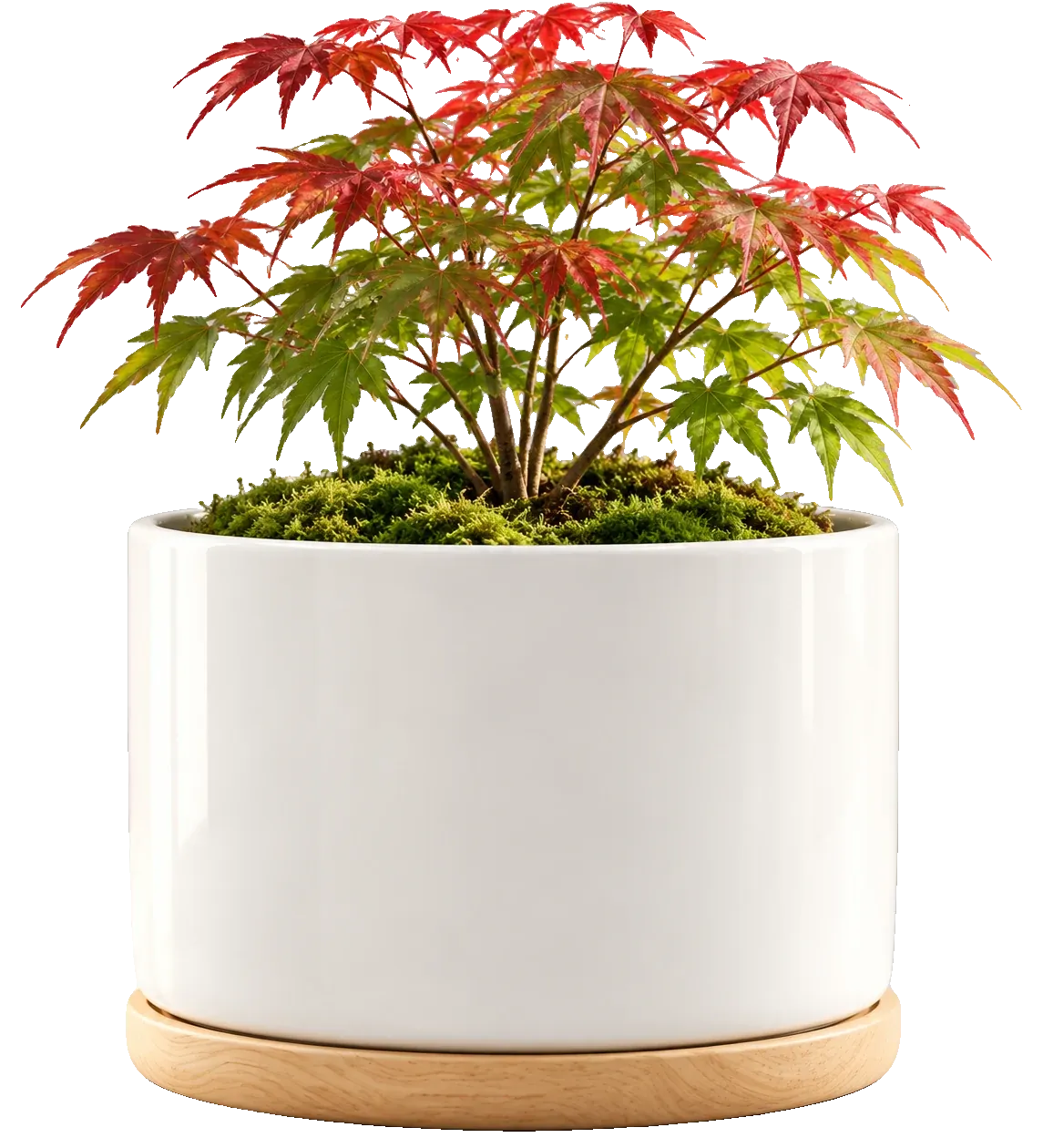 The blank planter, waiting for your design