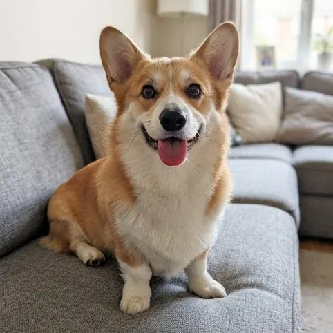A photo of a corgi on a grey sofa, the kind a piece is painted from